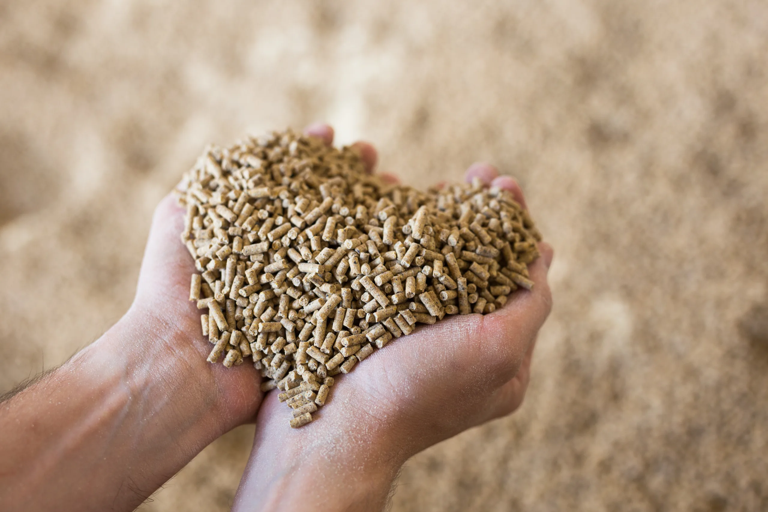 Hands holding bunch of fodder for calfs, livestock feed.