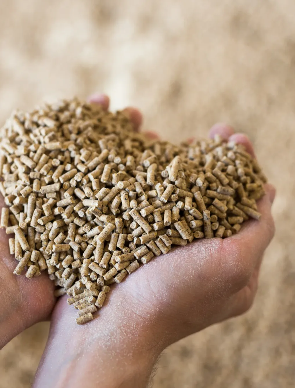 Hands holding bunch of fodder for calfs, livestock feed.
